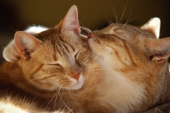 cat0003