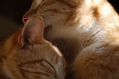 cat0004