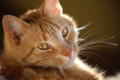 cat0005