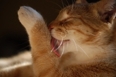 cat0006