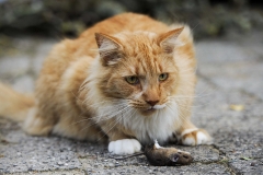 cat0008