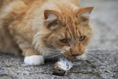 cat0009