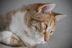 cat0010