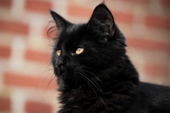 cat0011