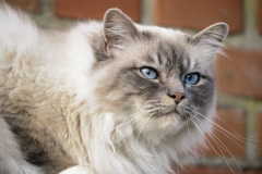 cat0012