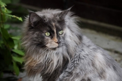 cat0013
