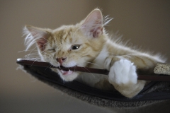 cat0014
