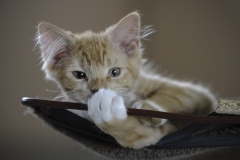 cat0015