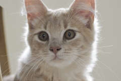 cat0016