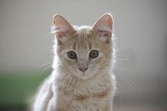 cat0017