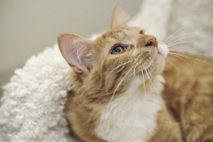 cat0018