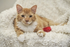 cat0019