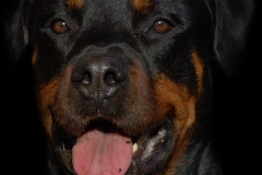 dog0002