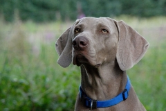 dog0003
