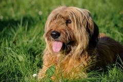 dog0004