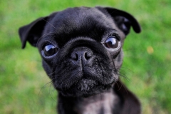 dog0005