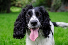 dog0007