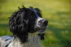 dog0008