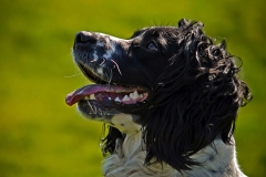 dog0009