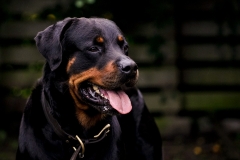 dog0012