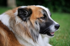 dog0013