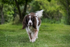 dog0014