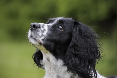 dog0015