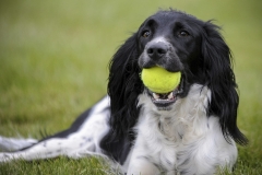dog0016