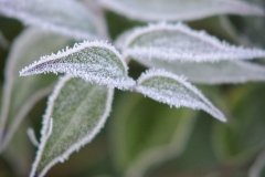 Nature0001