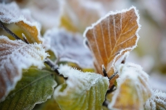 Nature0002