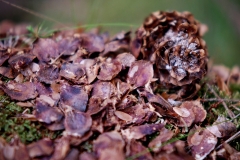 Nature0003