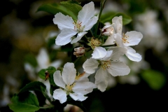 Nature0004