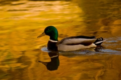 Nature0005
