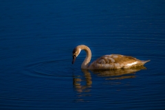 Nature0006