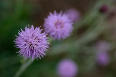 Nature0008