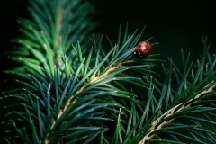 Nature0009