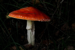 Nature0010