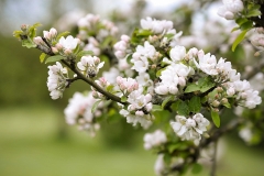 Nature0013