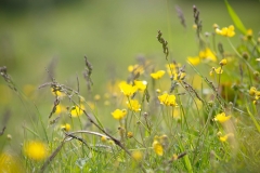 Nature0014