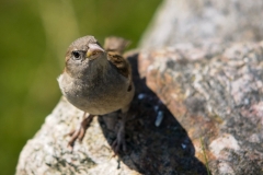 Nature0015