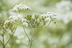 Nature0024