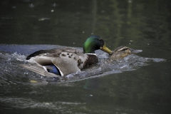 Nature0028