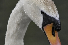 Nature0030
