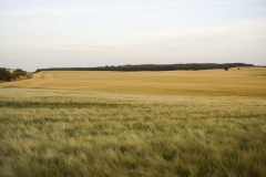 Nature0031