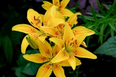 nature0033