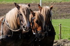 fostra2009_5042