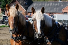 fostra2009_5048
