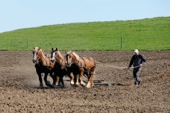 fostra2009_5078
