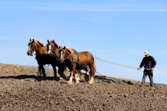 fostra2009_5083
