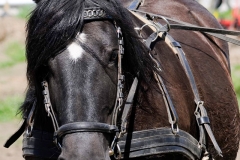 fostra2009_5170